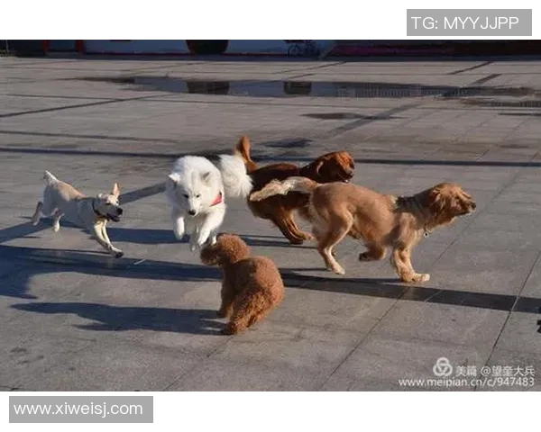 足球明星宠物大揭秘：他们最爱的动物伙伴都有哪些特点